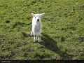 Aviemore-Fort William (167)